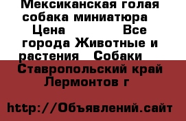 Мексиканская голая собака миниатюра › Цена ­ 53 000 - Все города Животные и растения » Собаки   . Ставропольский край,Лермонтов г.